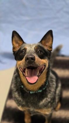 Bluey is All Smiles! (Hour 2)